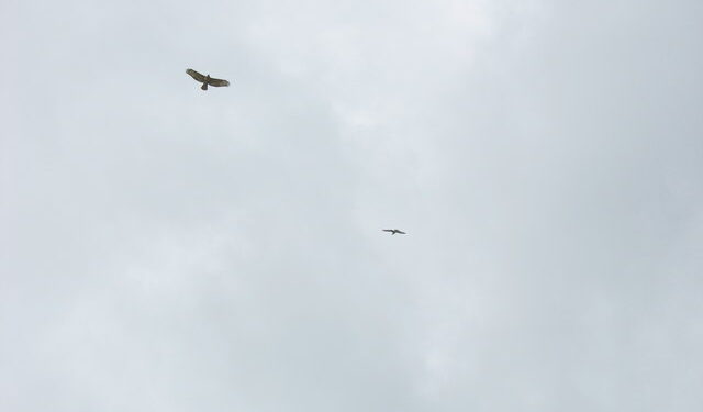 Deux rapaces sombres planent haut dans le ciel en décrivant de larges cercles.