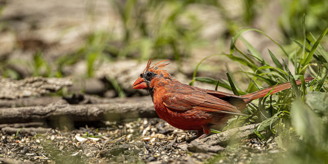 Cardinal rouge avec des zones de plumage clairsemé visibles pendant la mue.