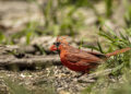 Cardinal rouge avec des zones de plumage clairsemé visibles pendant la mue.
