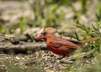 Cardinal rouge avec des zones de plumage clairsemé visibles pendant la mue.