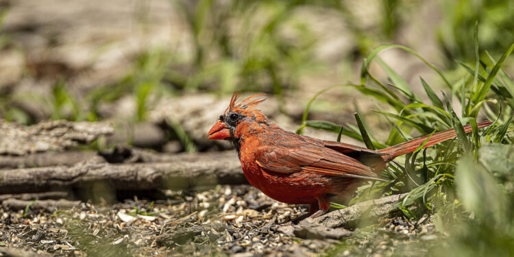 Cardinal rouge avec des zones de plumage clairsemé visibles pendant la mue.