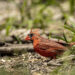 Cardinal rouge avec des zones de plumage clairsemé visibles pendant la mue.