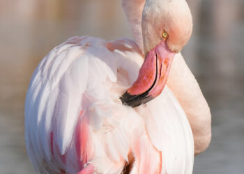 Flamant rose courbé en train de lisser les plumes de son corps avec son bec.