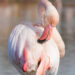 Flamant rose courbé en train de lisser les plumes de son corps avec son bec.