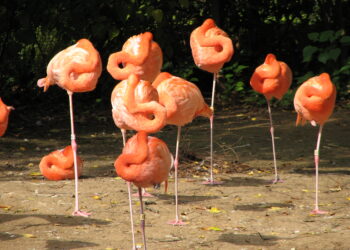 Flamants roses regroupés au repos, plusieurs avec une patte repliée.