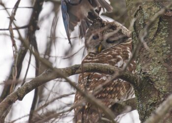 Geai bleu près d’une chouette rayée perchée dans un arbre pendant une scène de harcèlement.