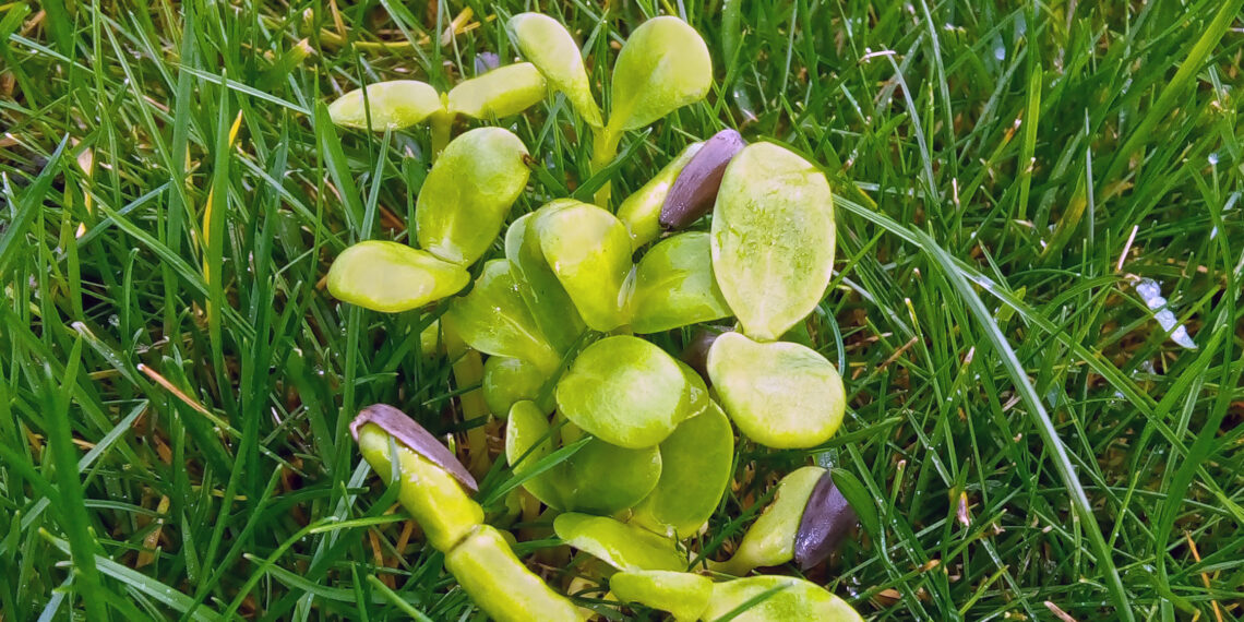 Graines de tournesol germées avec de jeunes pousses vertes sortant des coques.