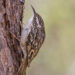 Grimpereau des jardins brun et strié accroché verticalement sur un tronc.