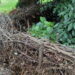 Haie sèche composée de branches empilées entre des piquets dans un jardin.