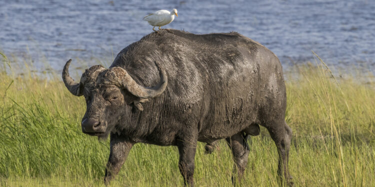 Héron garde-bœufs blanc debout près d’un buffle dans une zone herbeuse.