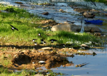Hirondelles de fenêtre regroupées au sol sur une zone boueuse pour collecter du matériau de nid.