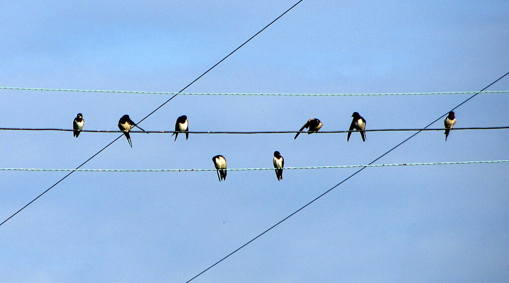 Groupe d’hirondelles alignées sur un fil aérien dans un paysage ouvert.