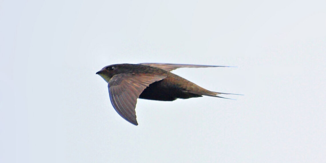 Martinet noir en vol, ailes longues en forme de faux sur fond clair.