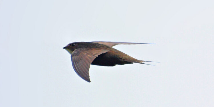 Martinet noir en vol, ailes longues en forme de faux sur fond clair.