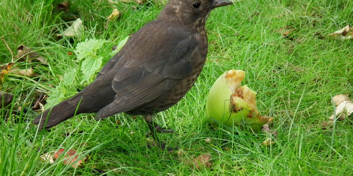 Merle femelle brun mangeant une pomme posée au sol.