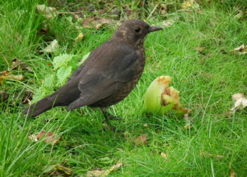 Merle femelle brun mangeant une pomme posée au sol.