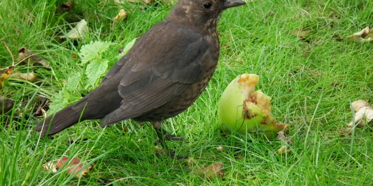 Merle femelle brun mangeant une pomme posée au sol.