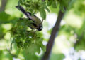 Mésange charbonnière accrochée sous une petite branche, le corps incliné presque tête en bas.
