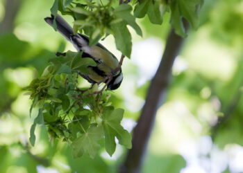 Mésange charbonnière accrochée sous une petite branche, le corps incliné presque tête en bas.