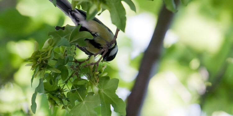 Mésange charbonnière accrochée sous une petite branche, le corps incliné presque tête en bas.