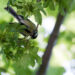 Mésange charbonnière accrochée sous une petite branche, le corps incliné presque tête en bas.