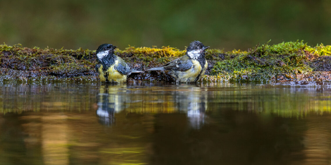 Deux mésanges dans une eau peu profonde, avec les plumes mouillées pendant un bain.