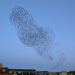 Grand nuage sombre d’étourneaux en vol groupé dans un ciel clair.