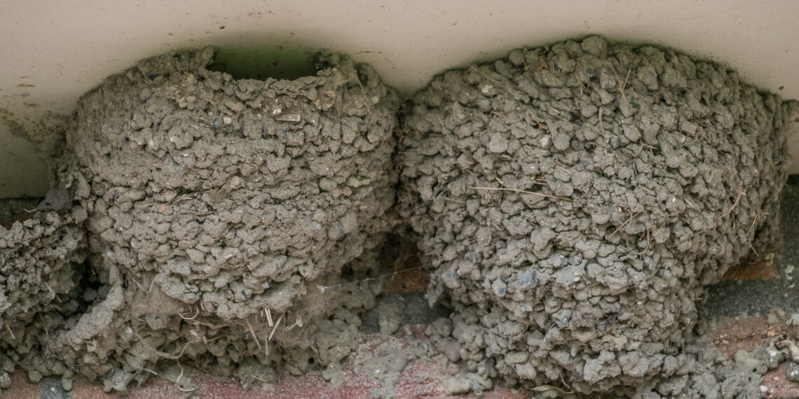 Nids d’hirondelles en boue fixés sous une surface abritée.