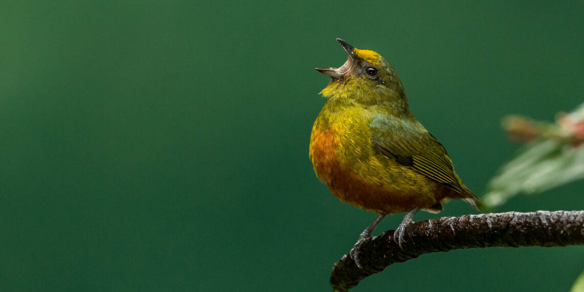 Petit oiseau perché sur une branche humide avec le bec ouvert comme s’il chantait.