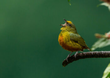 Petit oiseau perché sur une branche humide avec le bec ouvert comme s’il chantait.