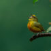 Petit oiseau perché sur une branche humide avec le bec ouvert comme s’il chantait.
