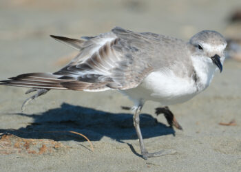 Oiseau au bord de l’eau étirant une aile et une patte du même côté.