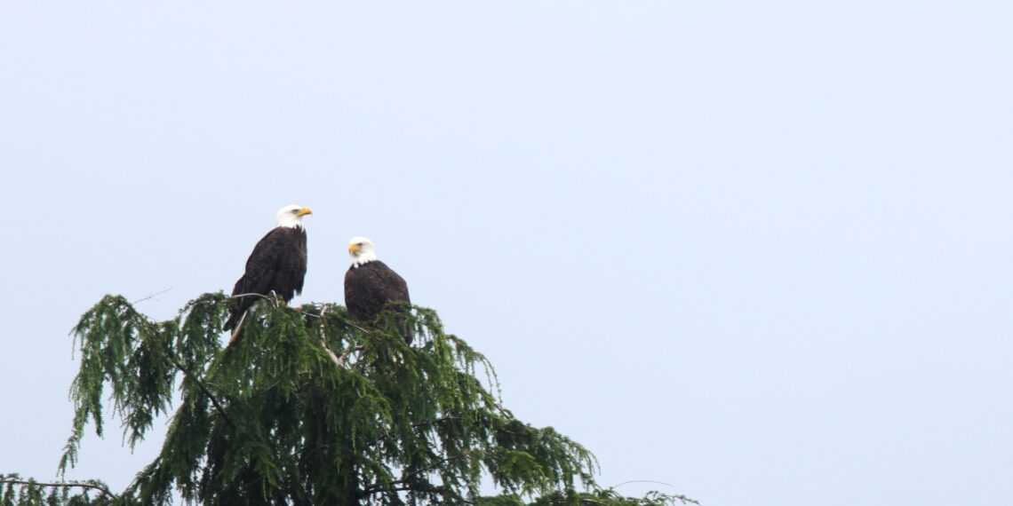 Deux pygargues perchés au sommet dénudé d’un arbre, bien visibles sur un ciel clair.