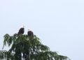 Deux pygargues perchés au sommet dénudé d’un arbre, bien visibles sur un ciel clair.