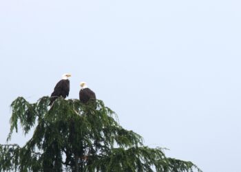 Deux pygargues perchés au sommet dénudé d’un arbre, bien visibles sur un ciel clair.