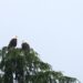 Deux pygargues perchés au sommet dénudé d’un arbre, bien visibles sur un ciel clair.