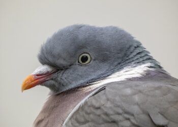 Pigeon ramier adulte vu de près, avec collier blanc visible sur le côté du cou.