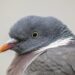 Pigeon ramier adulte vu de près, avec collier blanc visible sur le côté du cou.