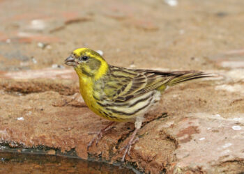 Serin cini mâle posé sur une branche, plumage jaune et strié visible.