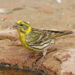 Serin cini mâle posé sur une branche, plumage jaune et strié visible.