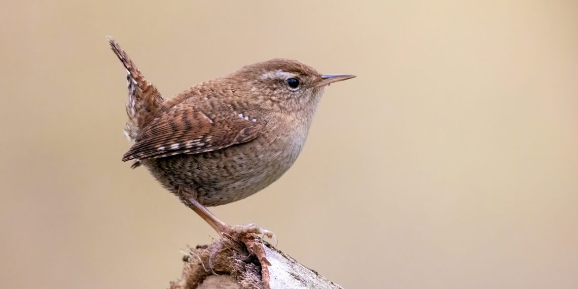 Troglodyte mignon posé sur une branche, plumage brun et queue relevée visibles.