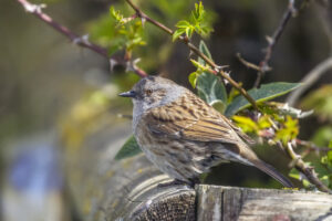 Accenteur mouchet posé sur une branche, plumage brun strié et tête grisâtre visibles.
