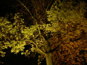 Arbre éclairé par une lumière artificielle pendant la nuit.