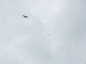 Deux rapaces sombres planent haut dans le ciel en décrivant de larges cercles.
