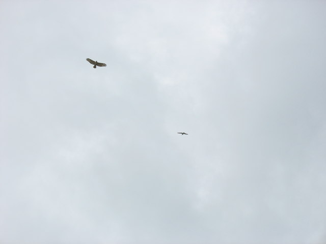 Deux rapaces sombres planent haut dans le ciel en décrivant de larges cercles.