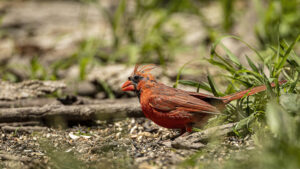Cardinal rouge avec des zones de plumage clairsemé visibles pendant la mue.