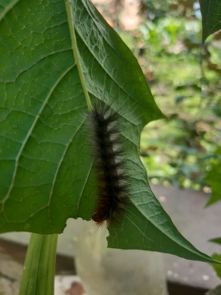 Chenille verte posée sur une feuille, vue de près.