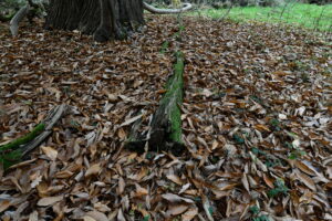 Feuilles mortes de châtaignier accumulées au sol dans un jardin boisé.