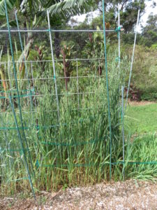 Filet de protection tendu au-dessus de cultures dans un potager.