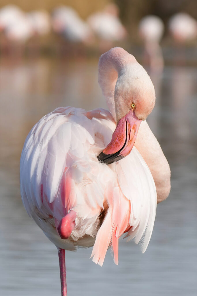 Flamant rose courbé en train de lisser les plumes de son corps avec son bec.